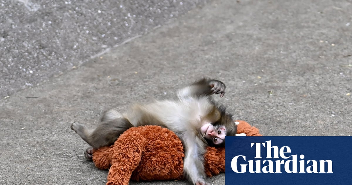 Abandoned Macaque Punch: The Full Story Behind His Viral Fame